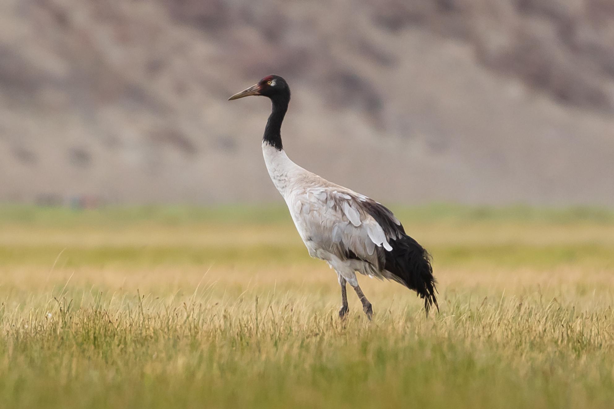 Grulla Cuellinegra