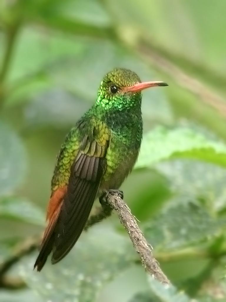Rufous-tailed Hummingbird