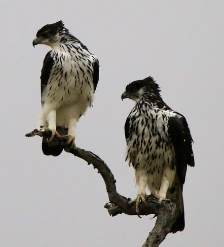 Águila estriada