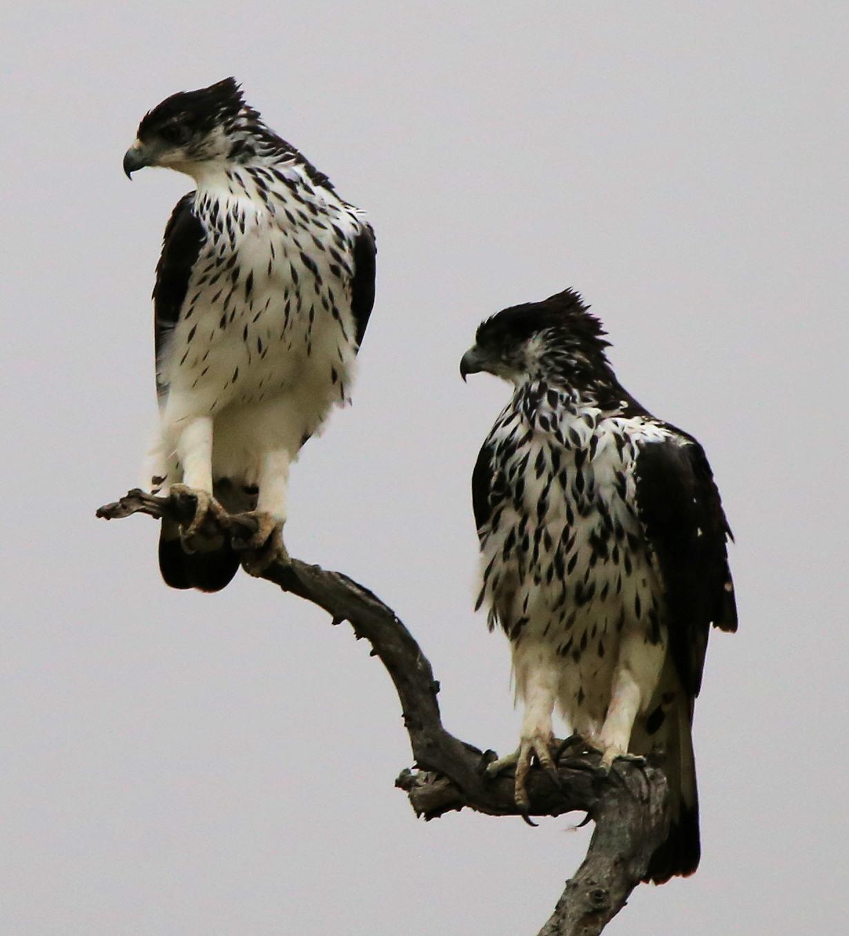 Águila azor africana