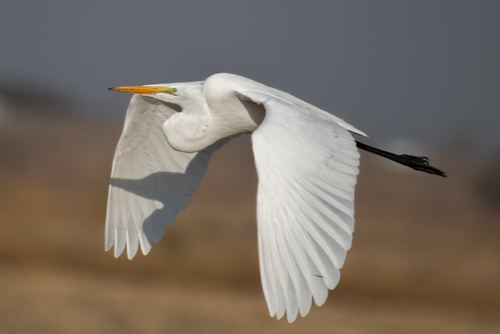 Garza blanca