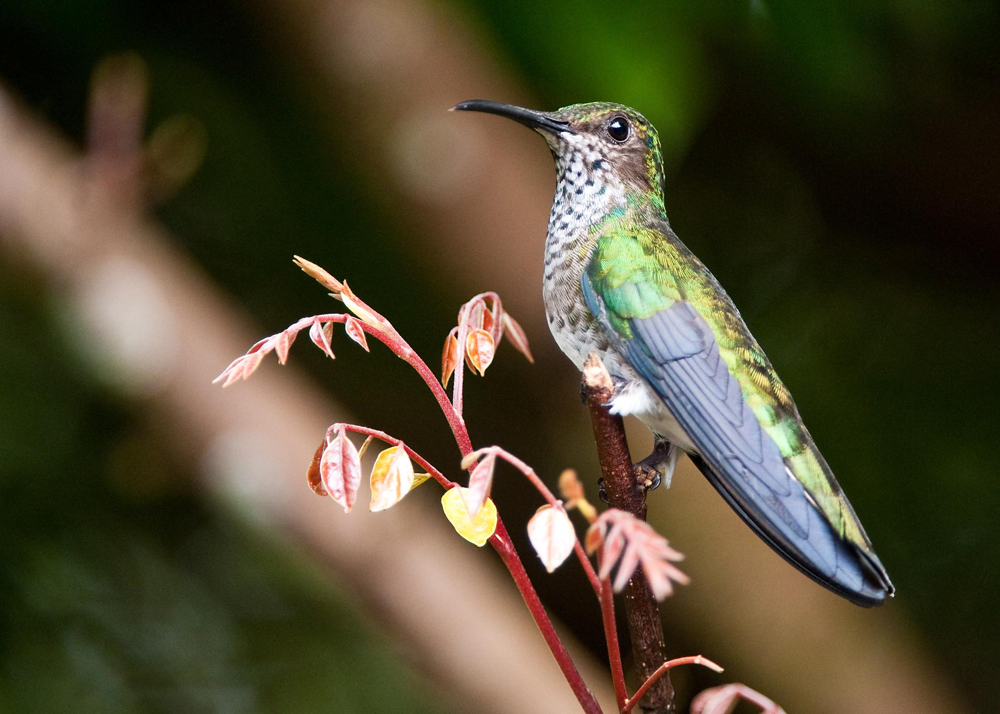 White-necked Jacobin