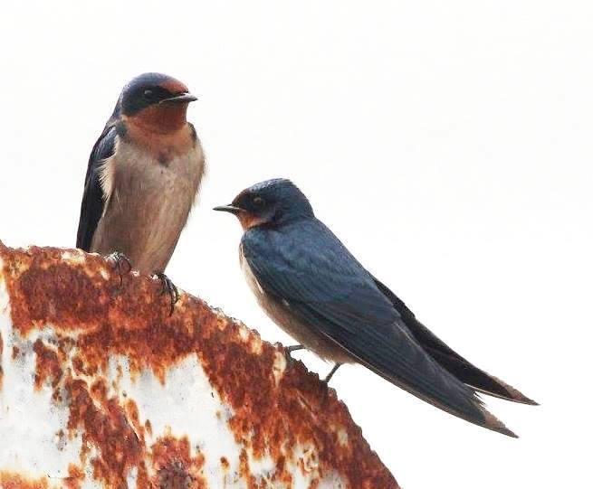 Golondrina Angoleña
