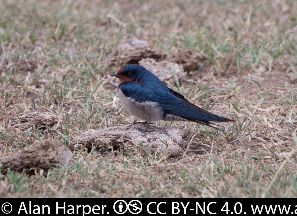 Golondrina Angoleña