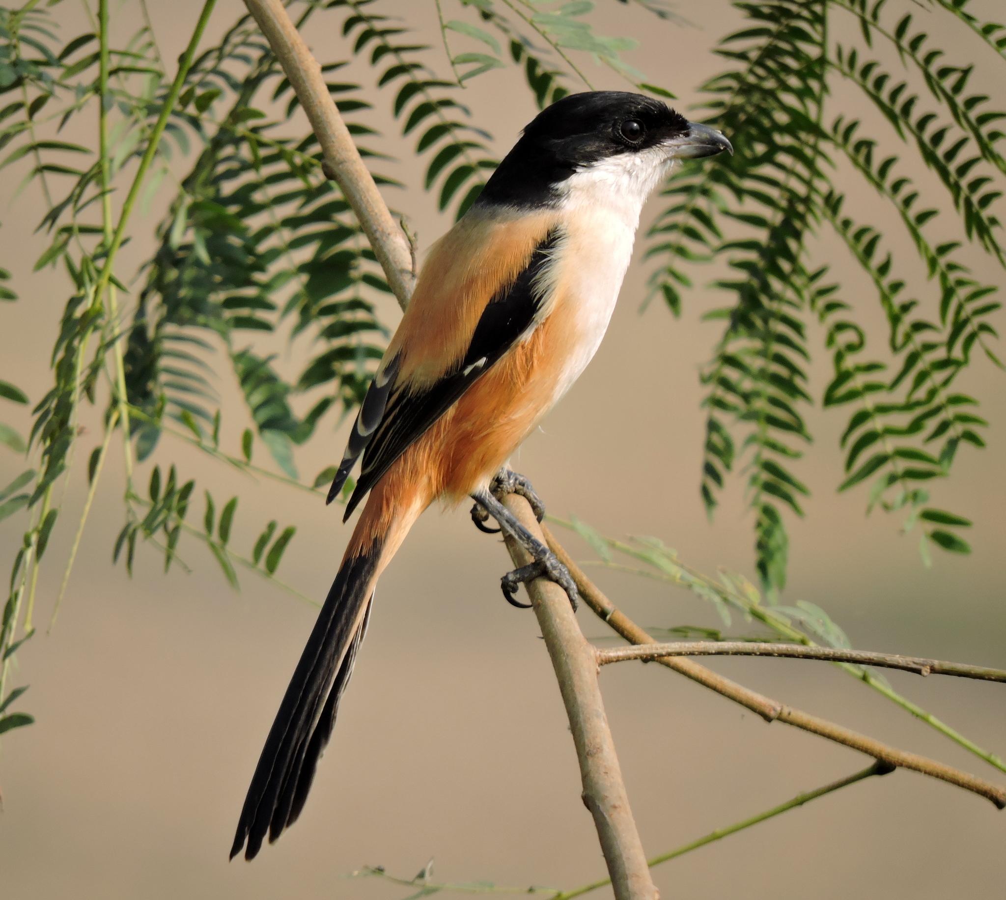 Long-tailed Shrike