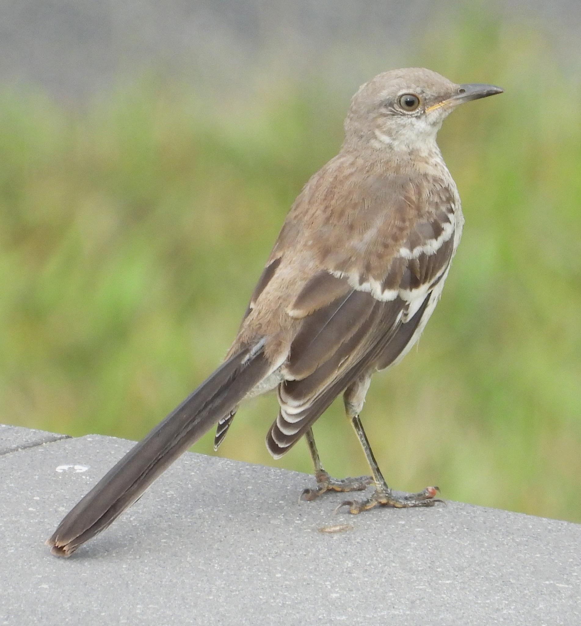 Northern Mockingbird