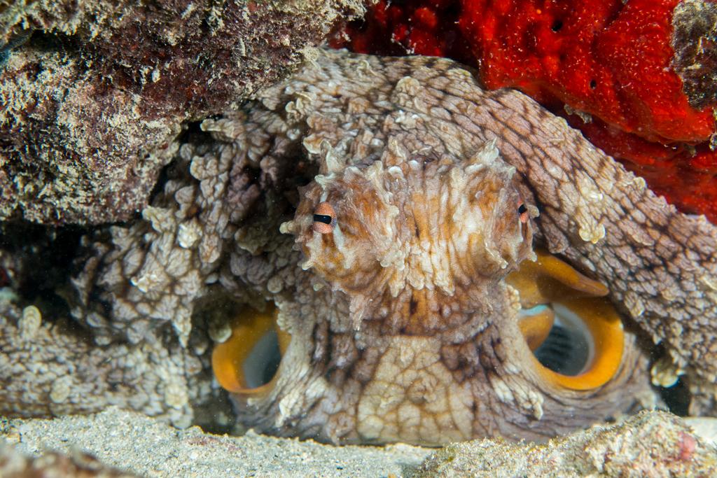 Pulpo azul