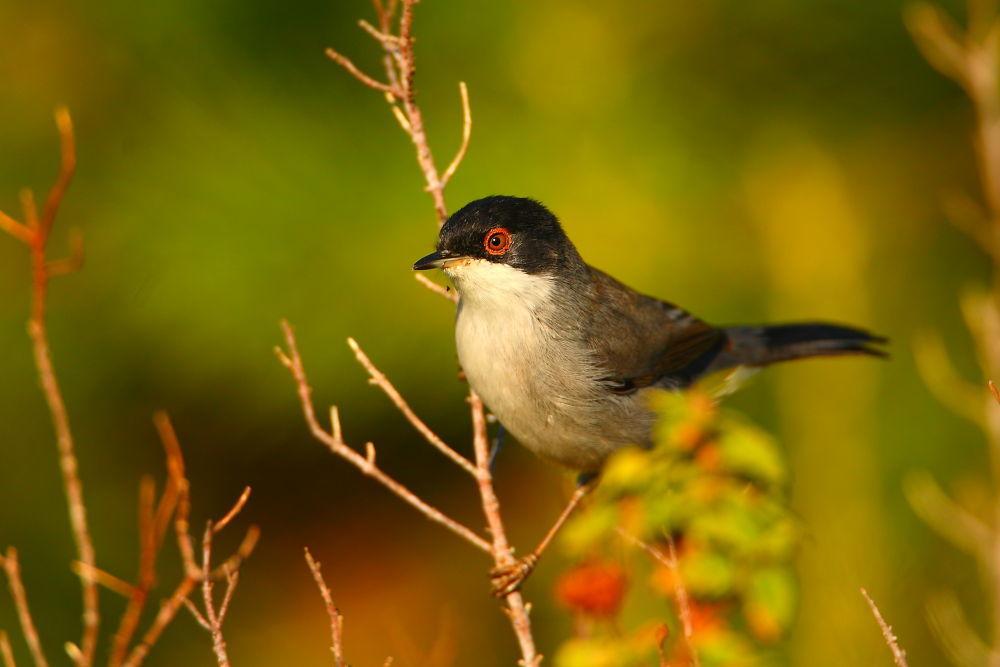 Sardinian Warbler
