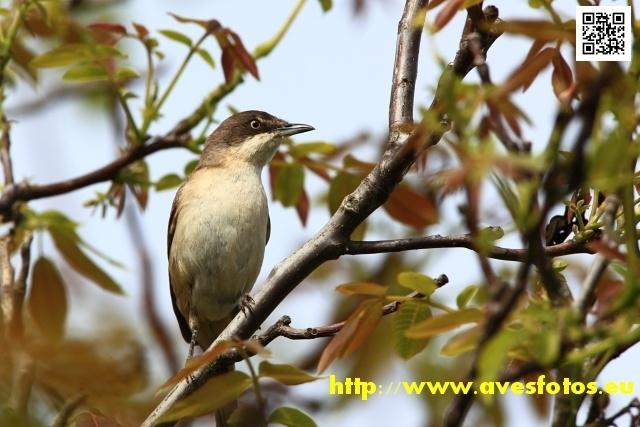 Western Orphean Warbler