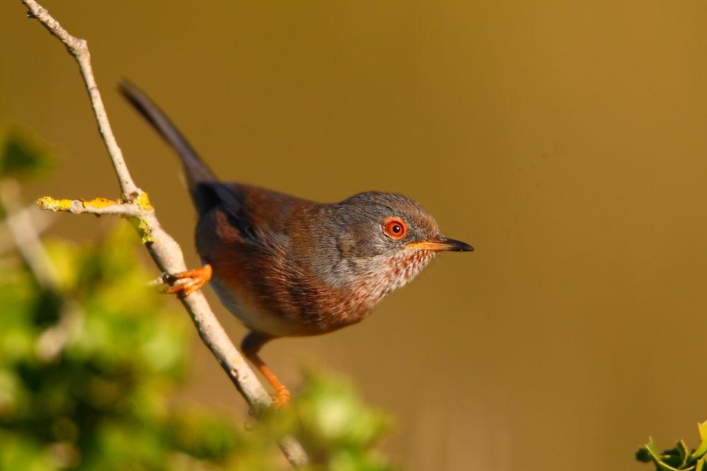 Dartford Warbler