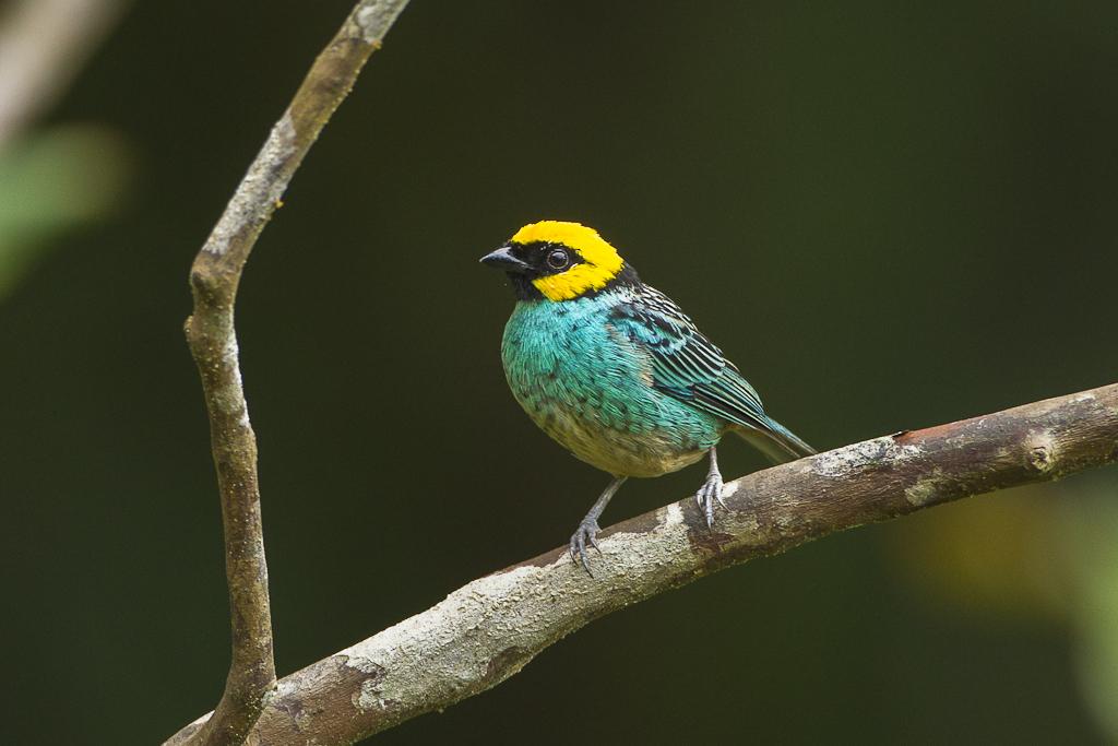 Saffron-crowned Tanager