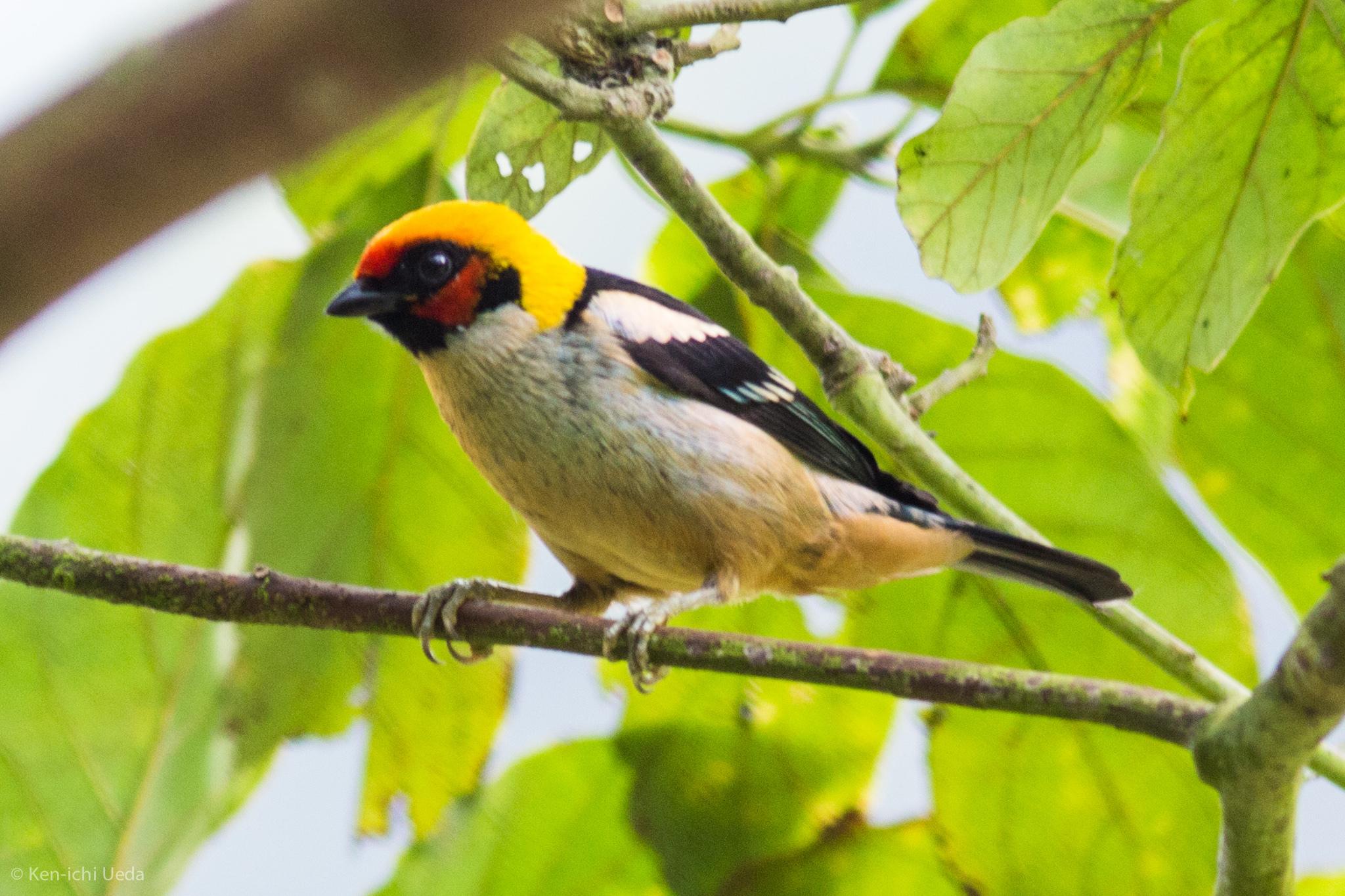Flame-faced Tanager