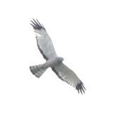 Aguilucho vari