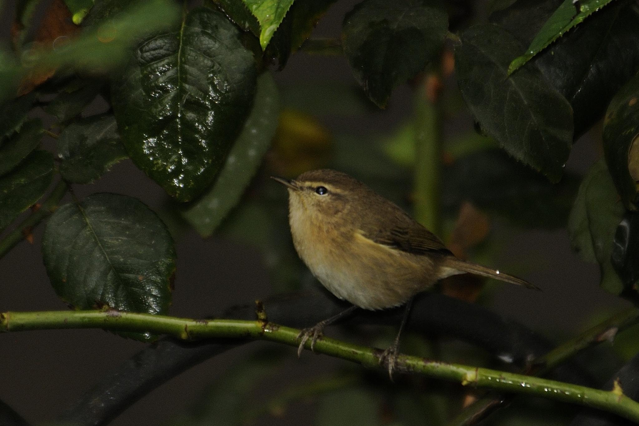 Mosquitero Canario