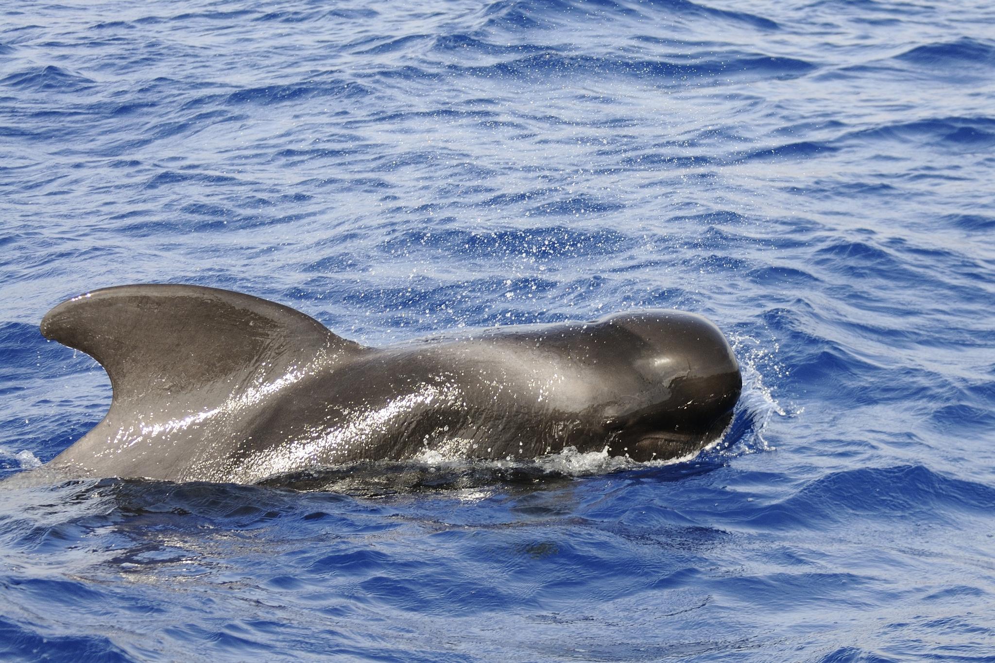 Ballena piloto