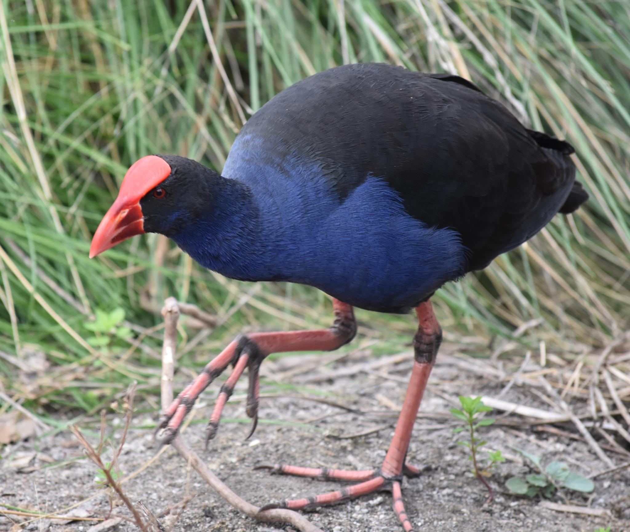 Calamón pukeko