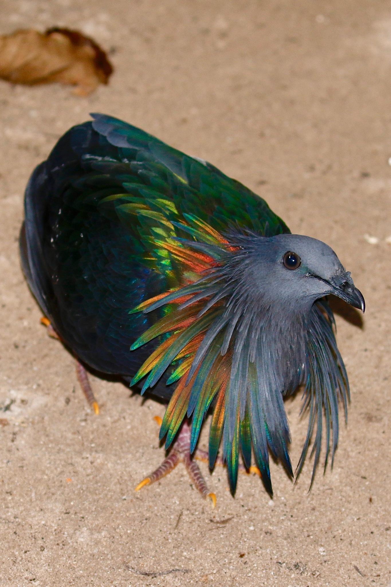 Palomas, tortolitas y coquitas