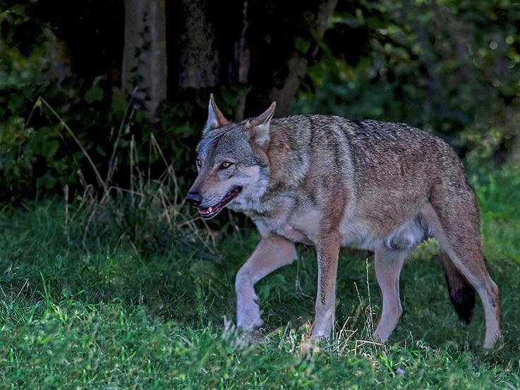 Lobo gris