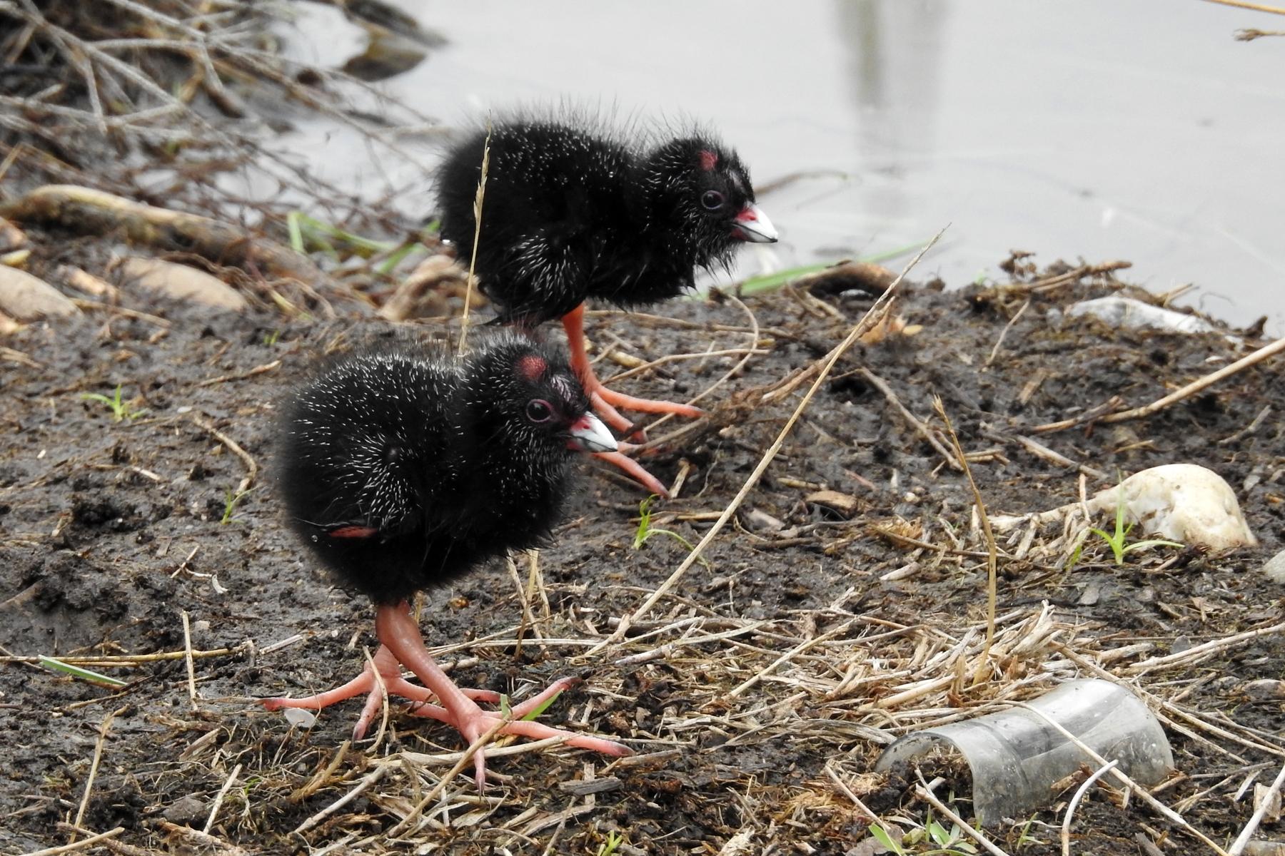 Calamón pukeko