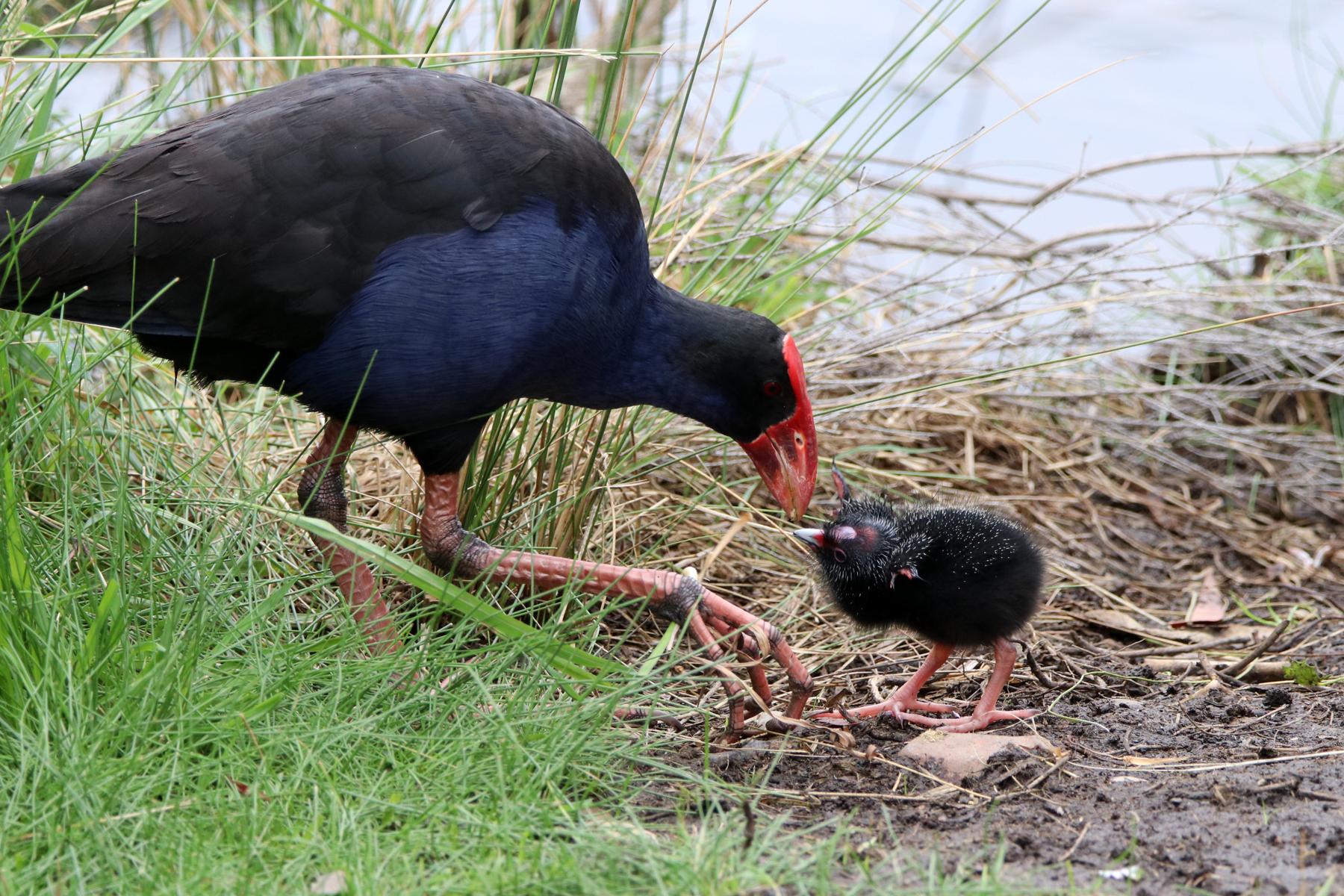 Calamón pukeko