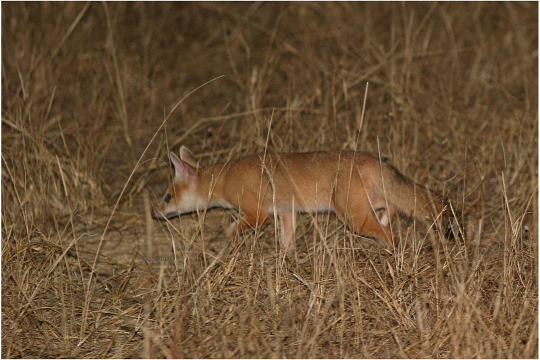 Pale Fox