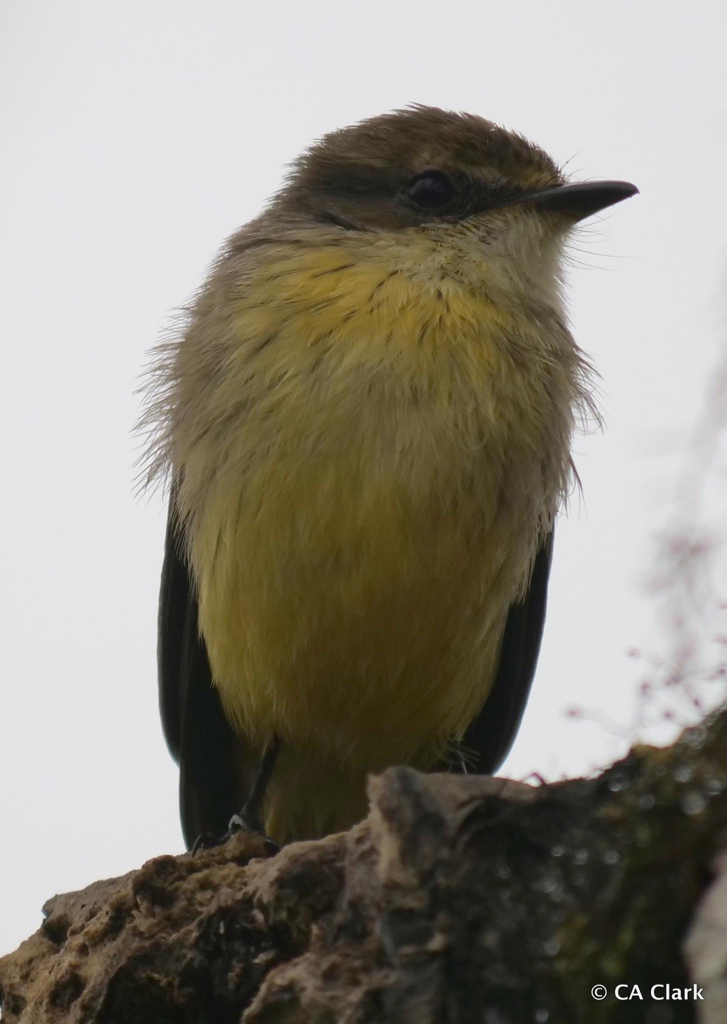 Brujo Flycatcher