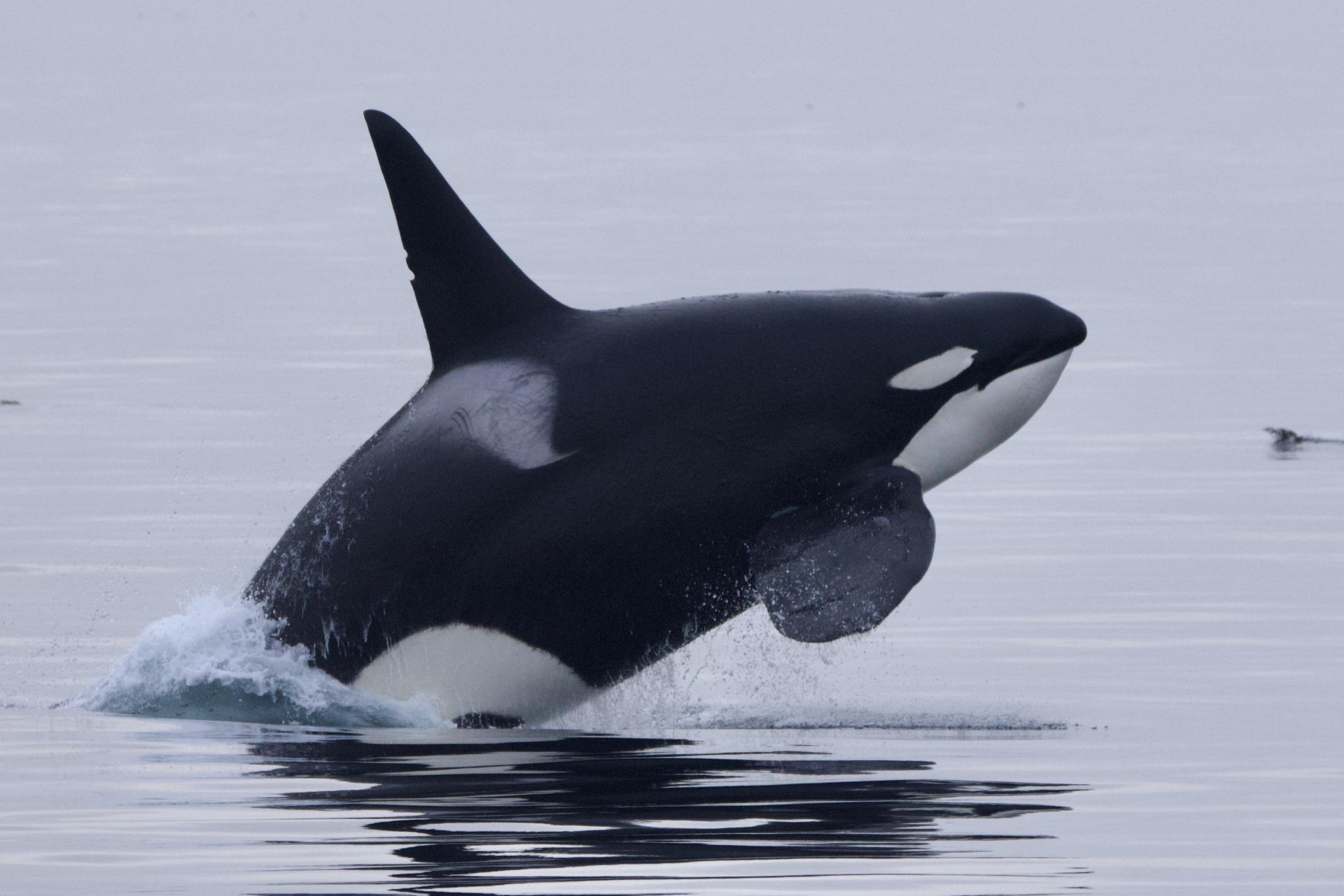 Orca