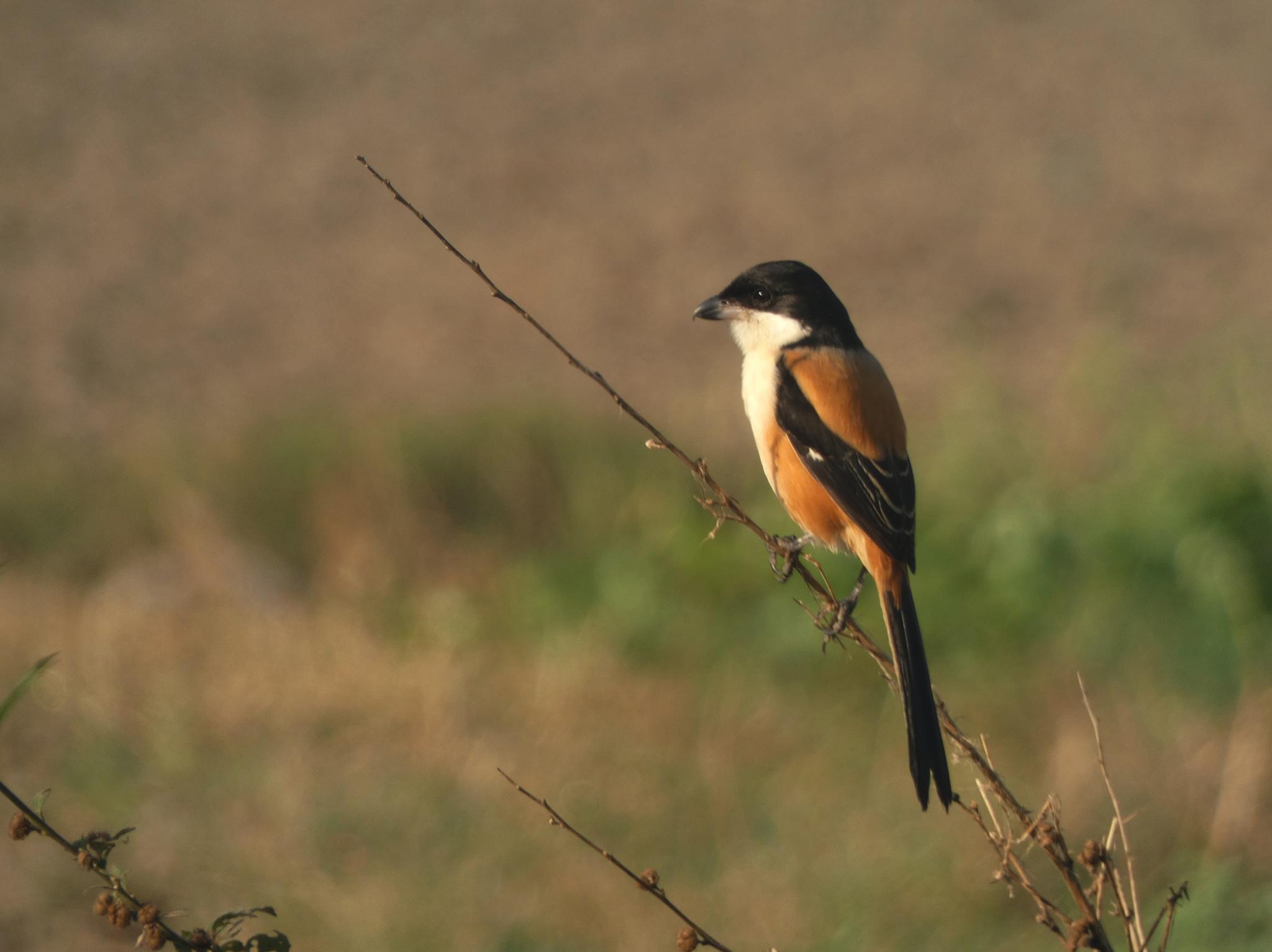 Long-tailed Shrike