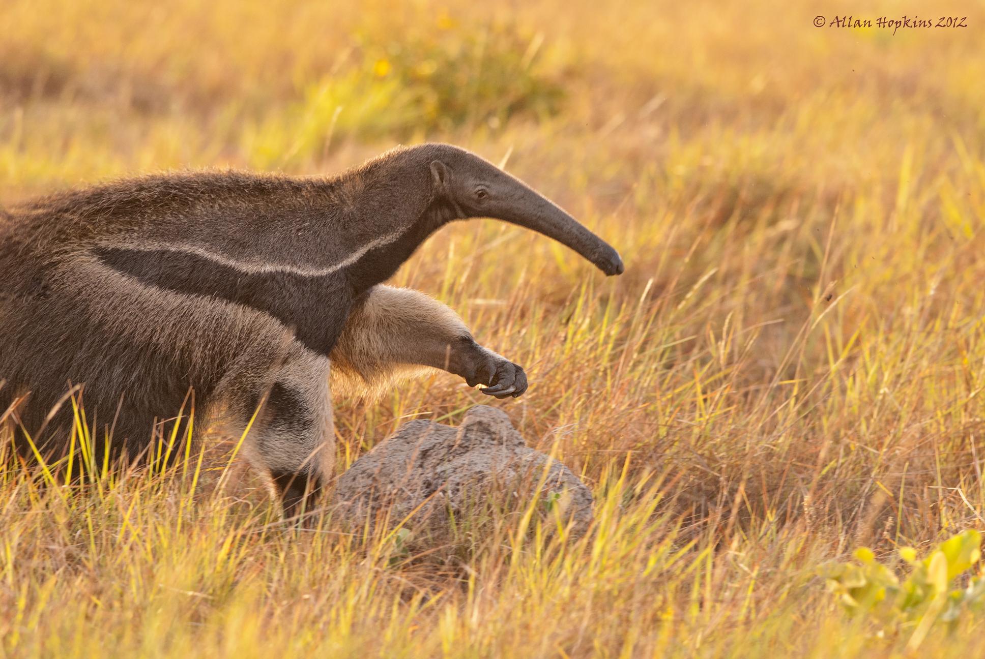 Mammals