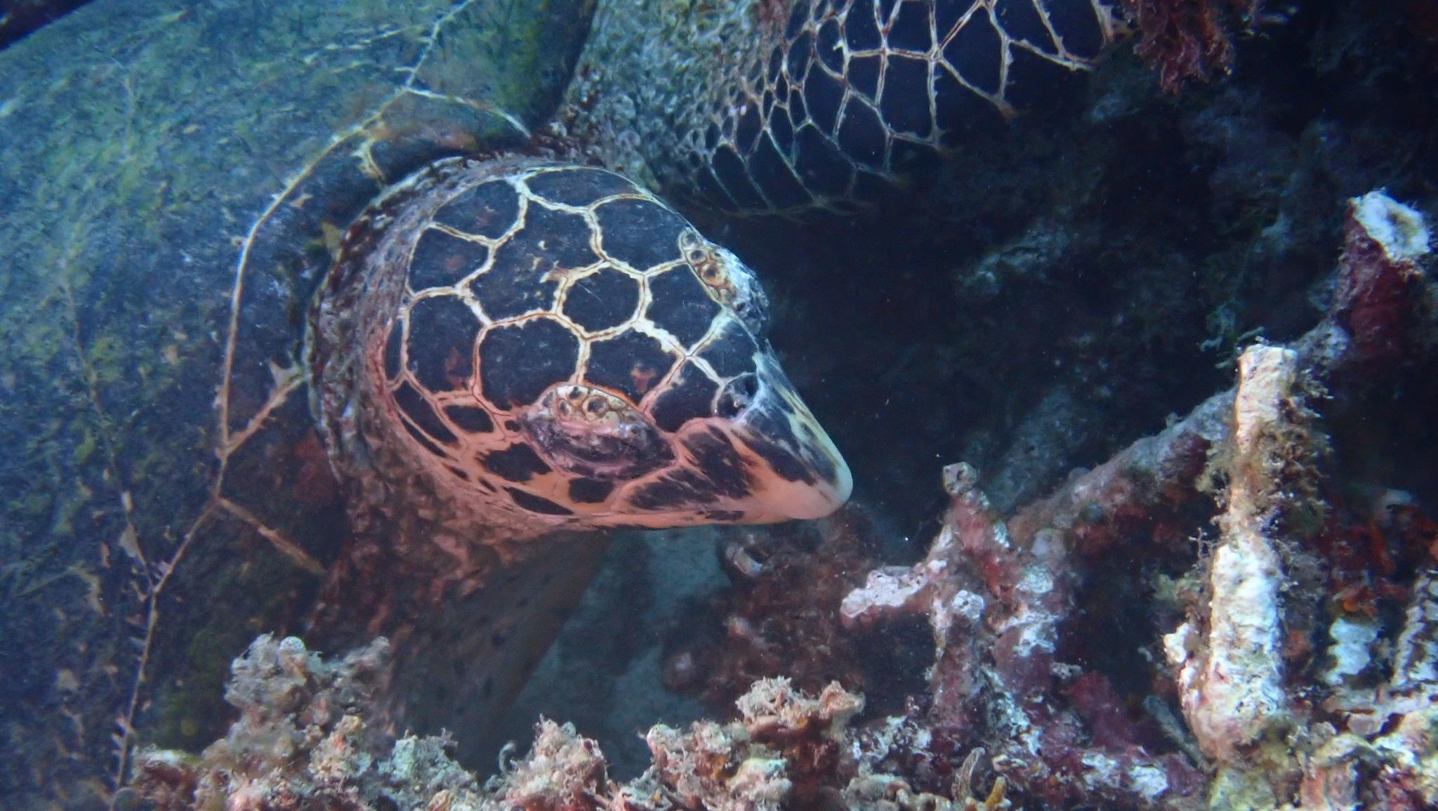 Tortuga carey