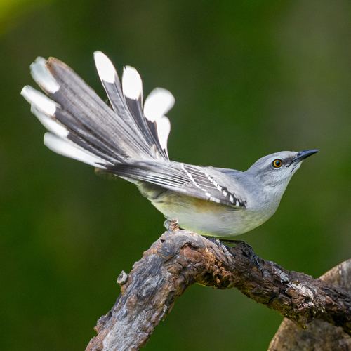 Tropical Mockingbird