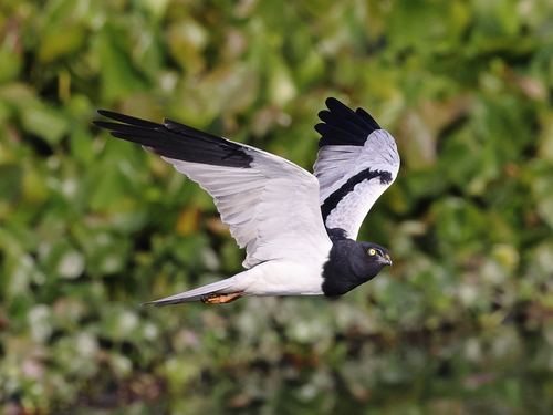 Aguilucho pío