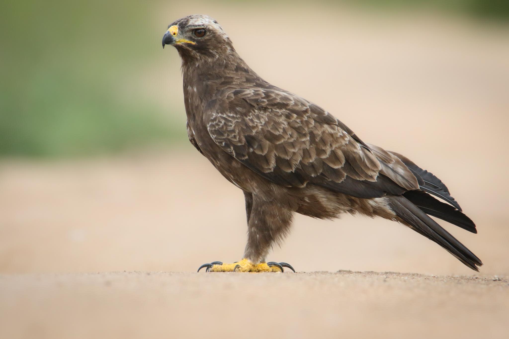 Águila de Wahlberg