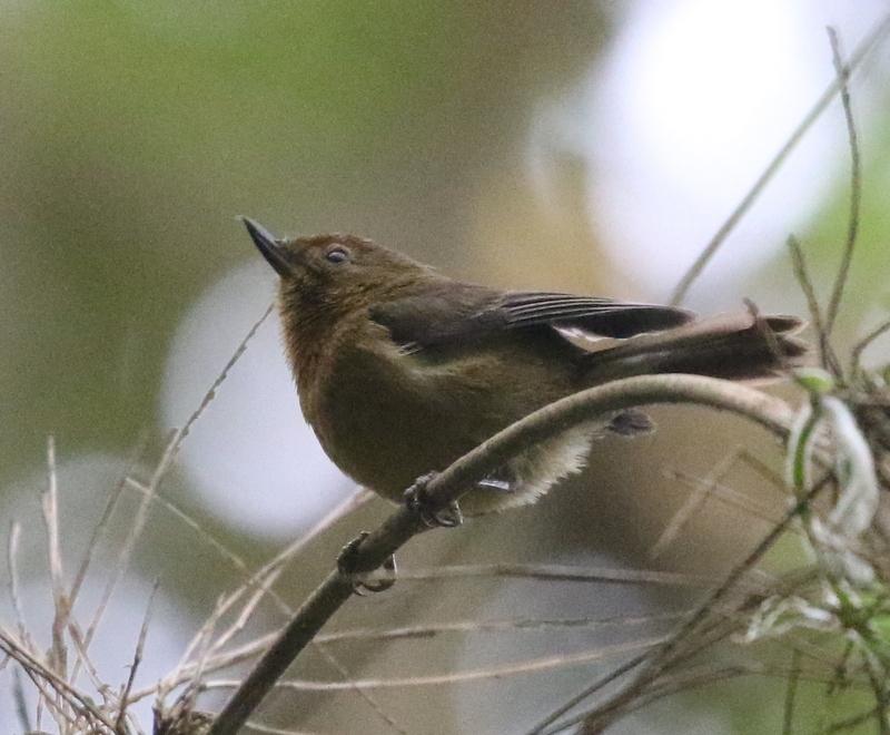 White-sided Flowerpiercer