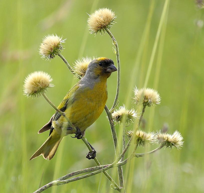 Cape Canary