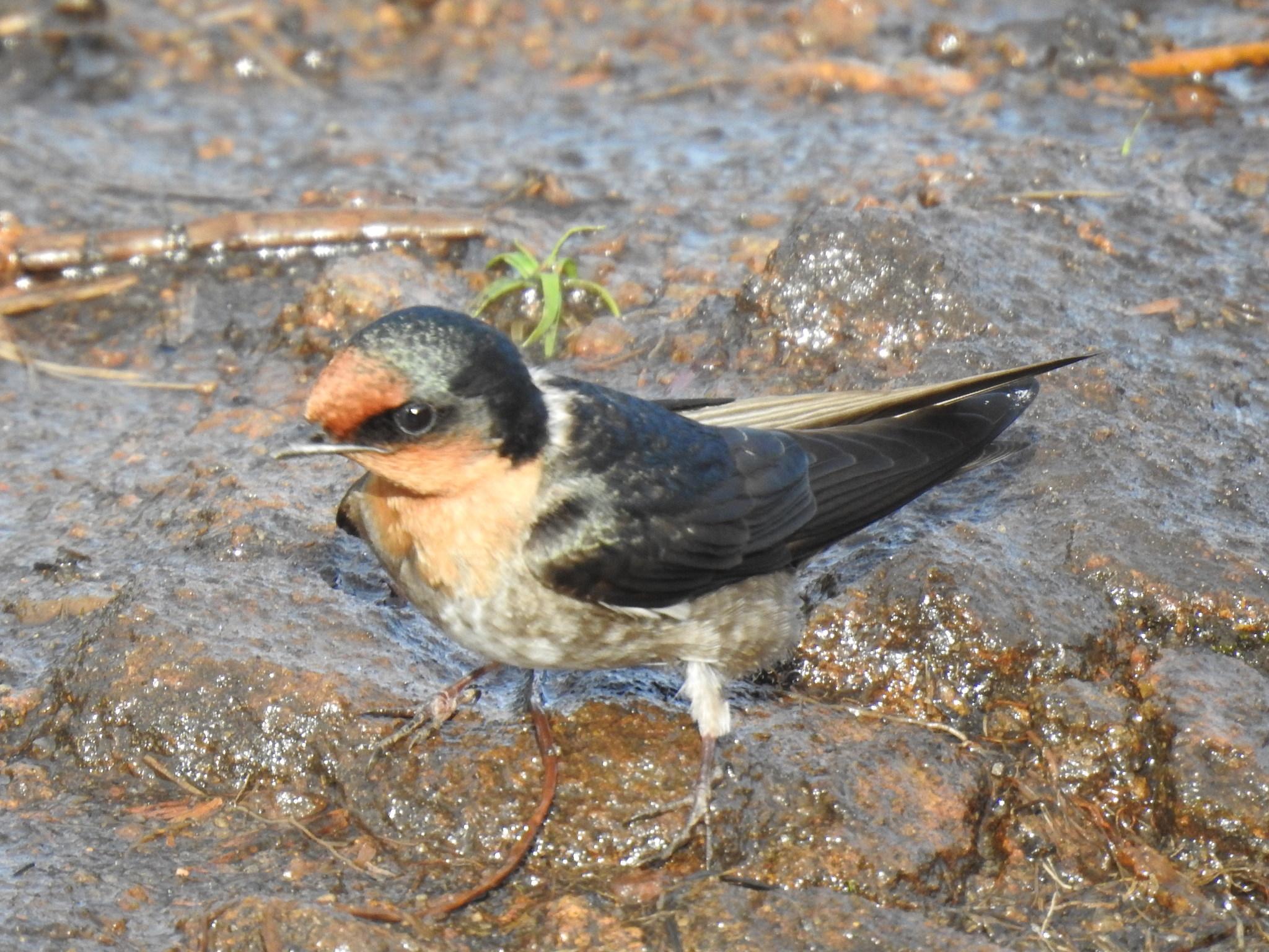 Golondrina de Los Nilgiri