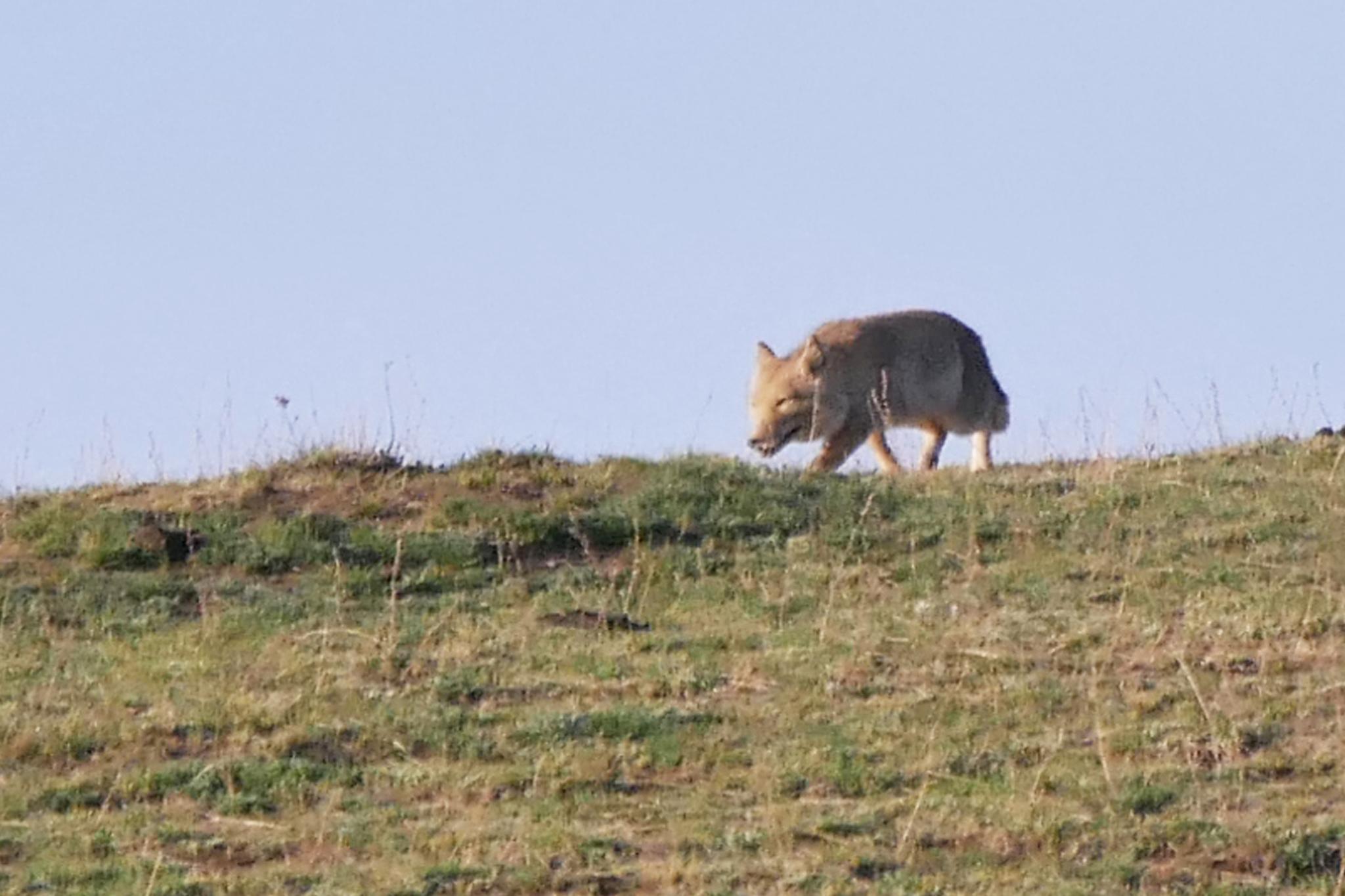 Tibetan Fox