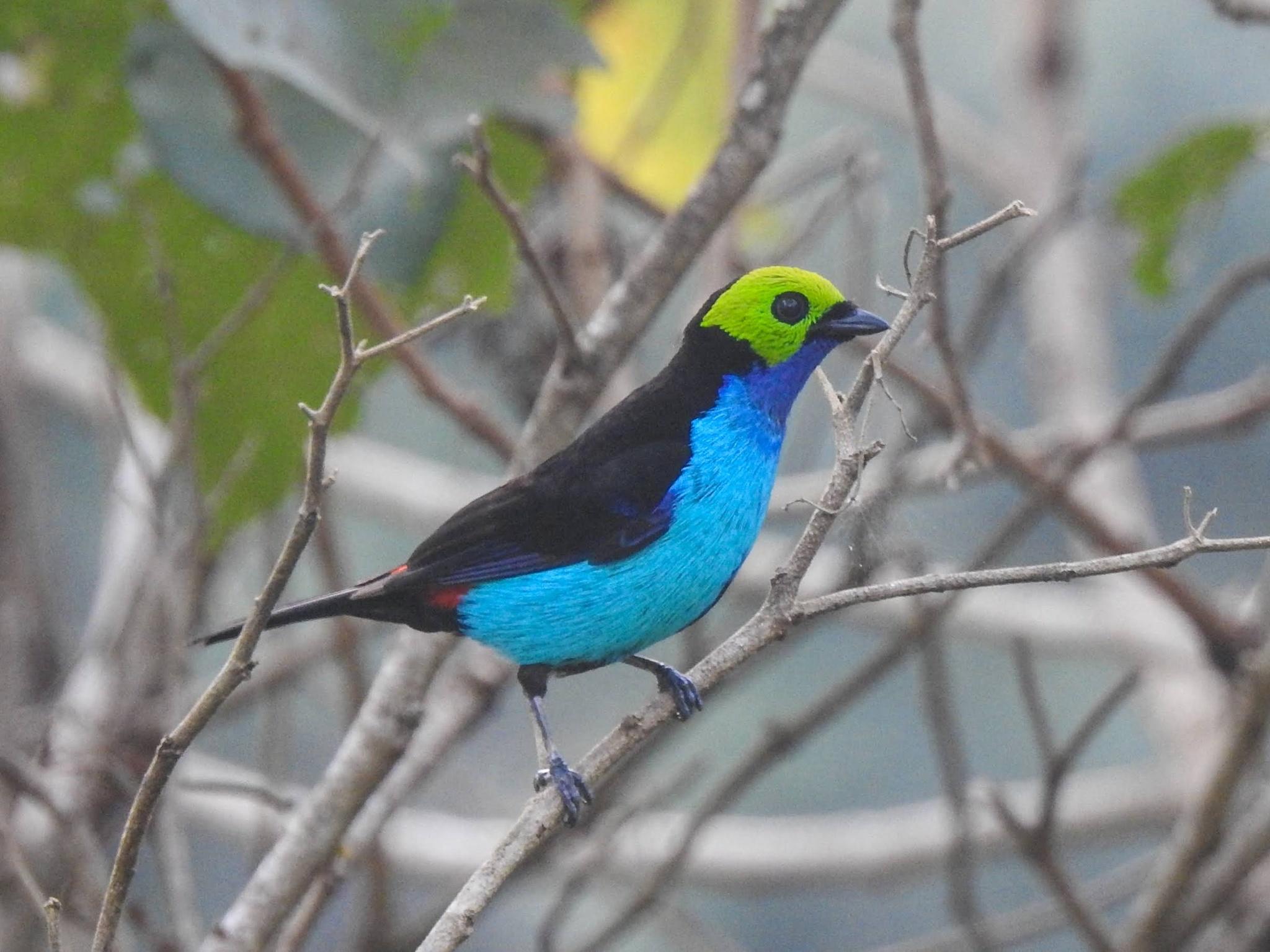 Paradise Tanager