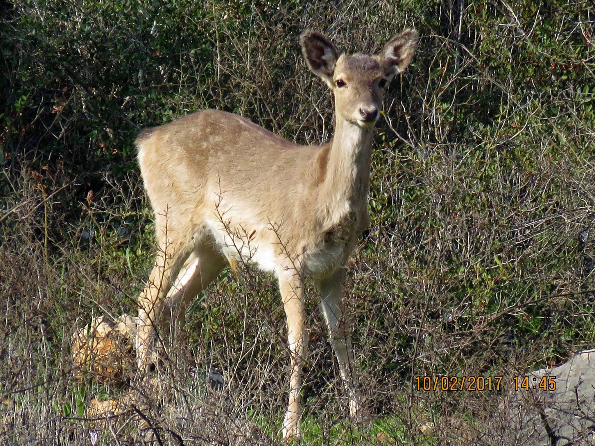 Gamo de Mesopotamia