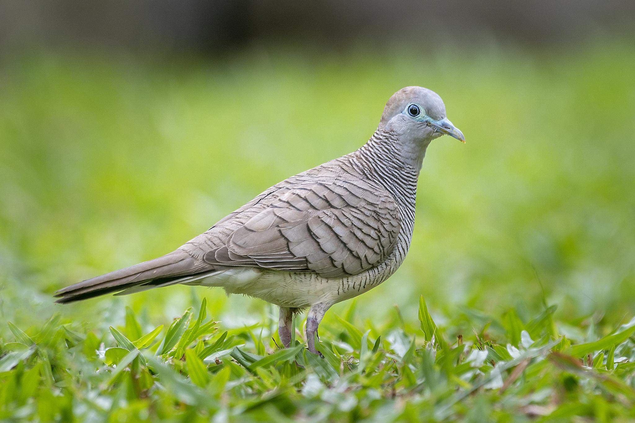 Palomas, tortolitas y coquitas