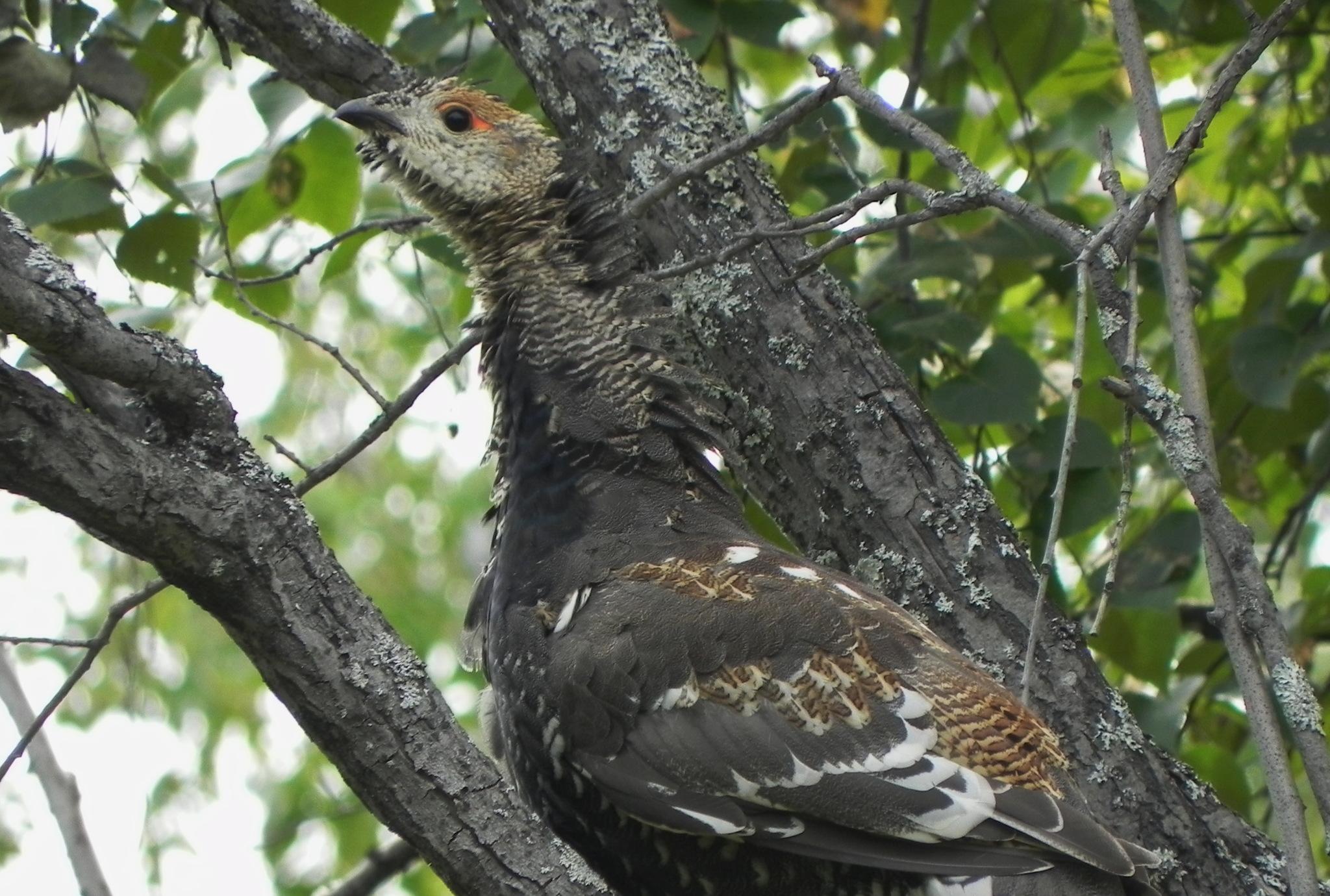 Urogallo Manchado