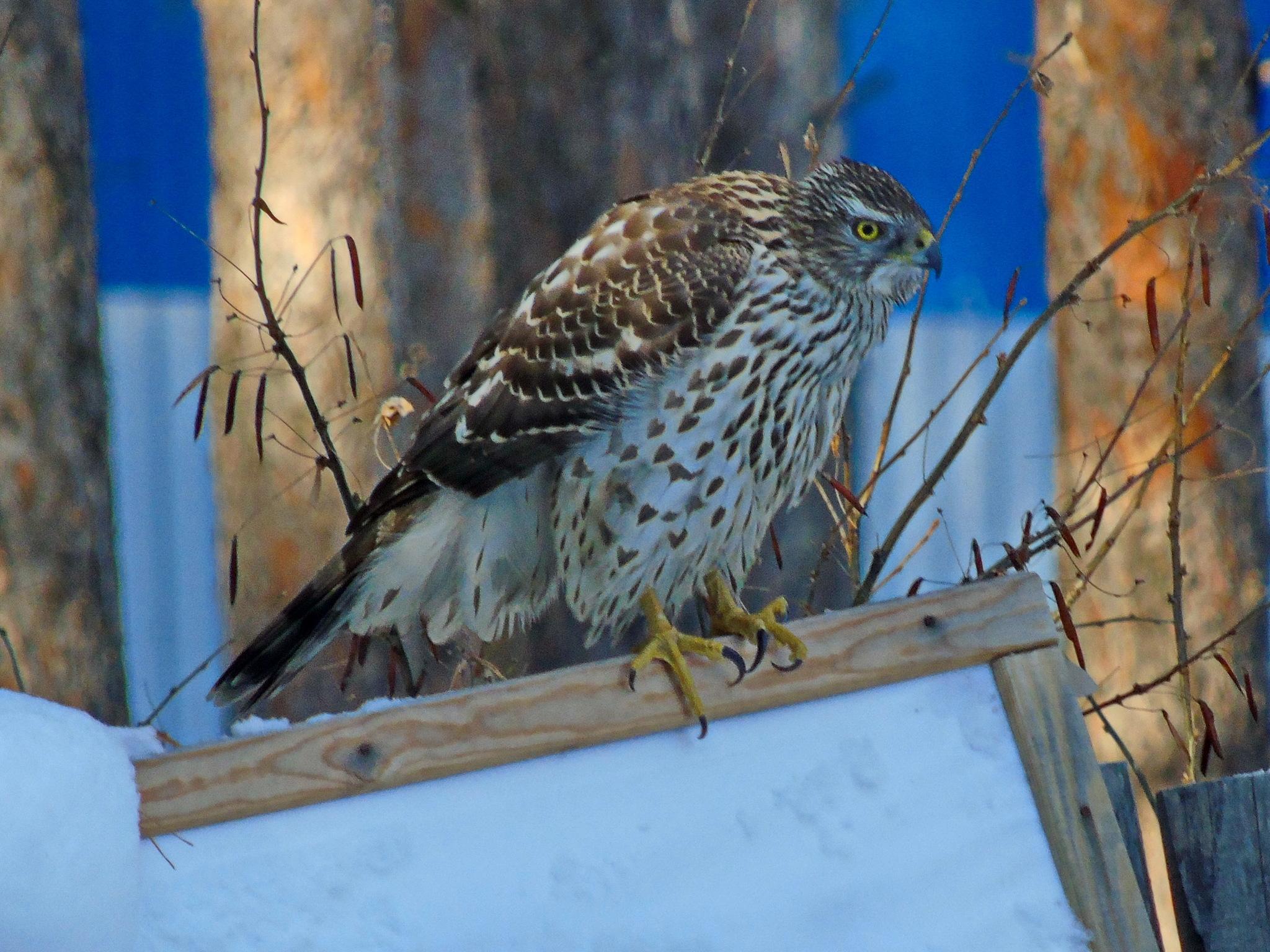 Eurasian Goshawk