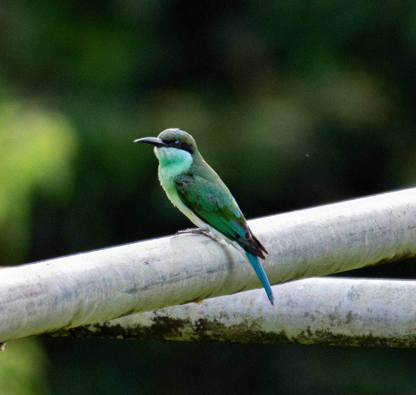 Abejaruco Gorjiazul