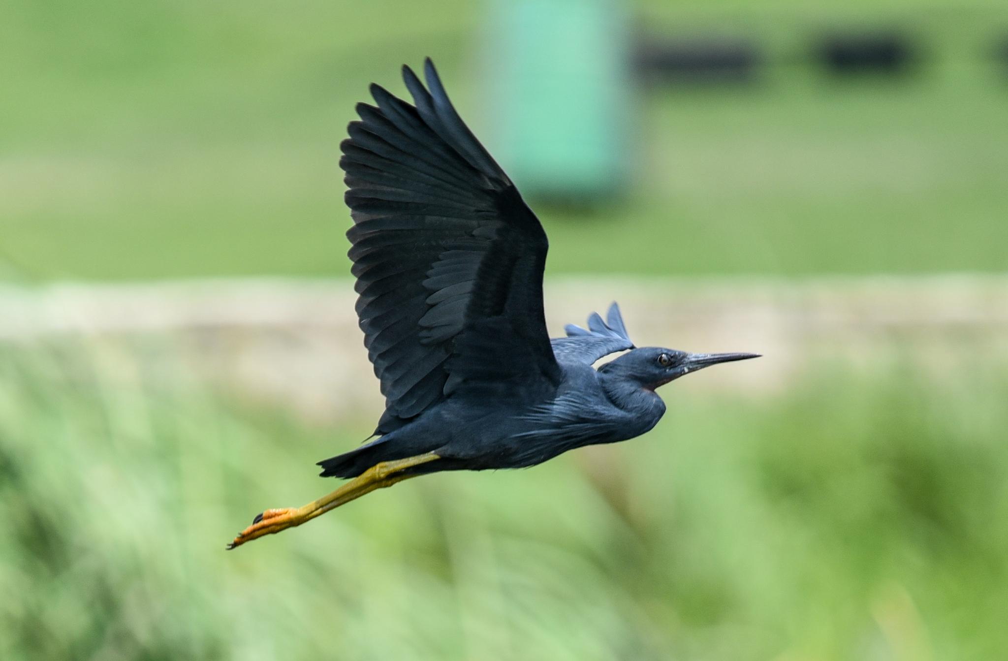 Slaty Egret