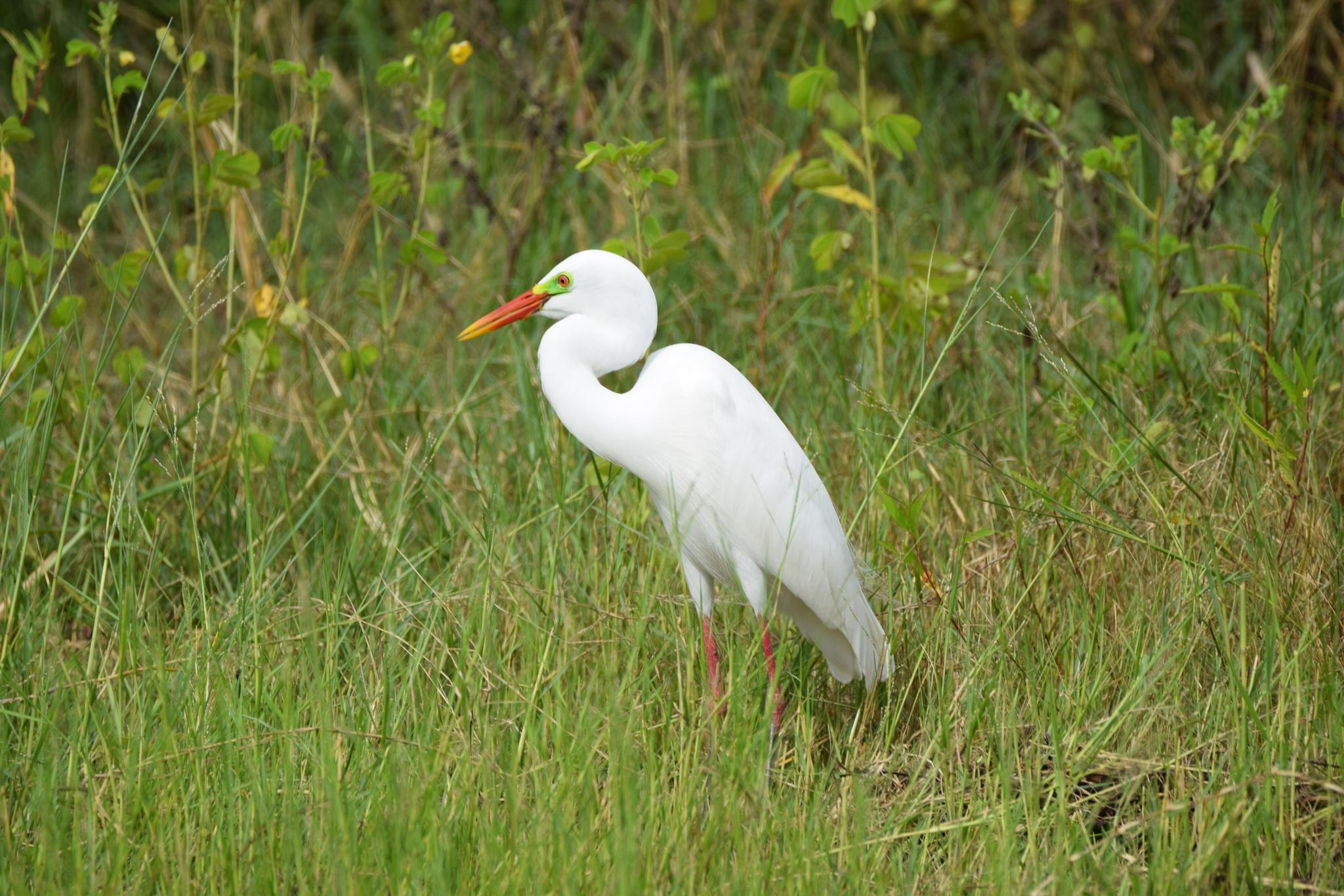Yellow-billed Egret