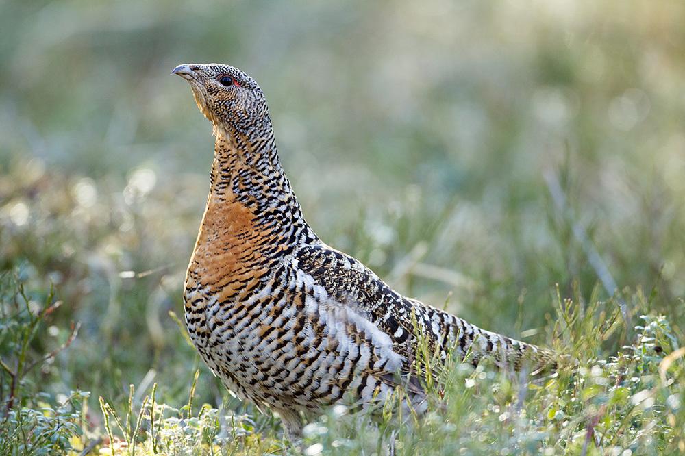 Urogallo Común