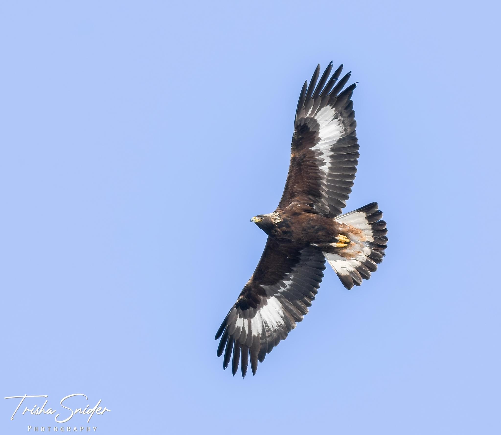 Hawks, Eagles, Kites, and Allies