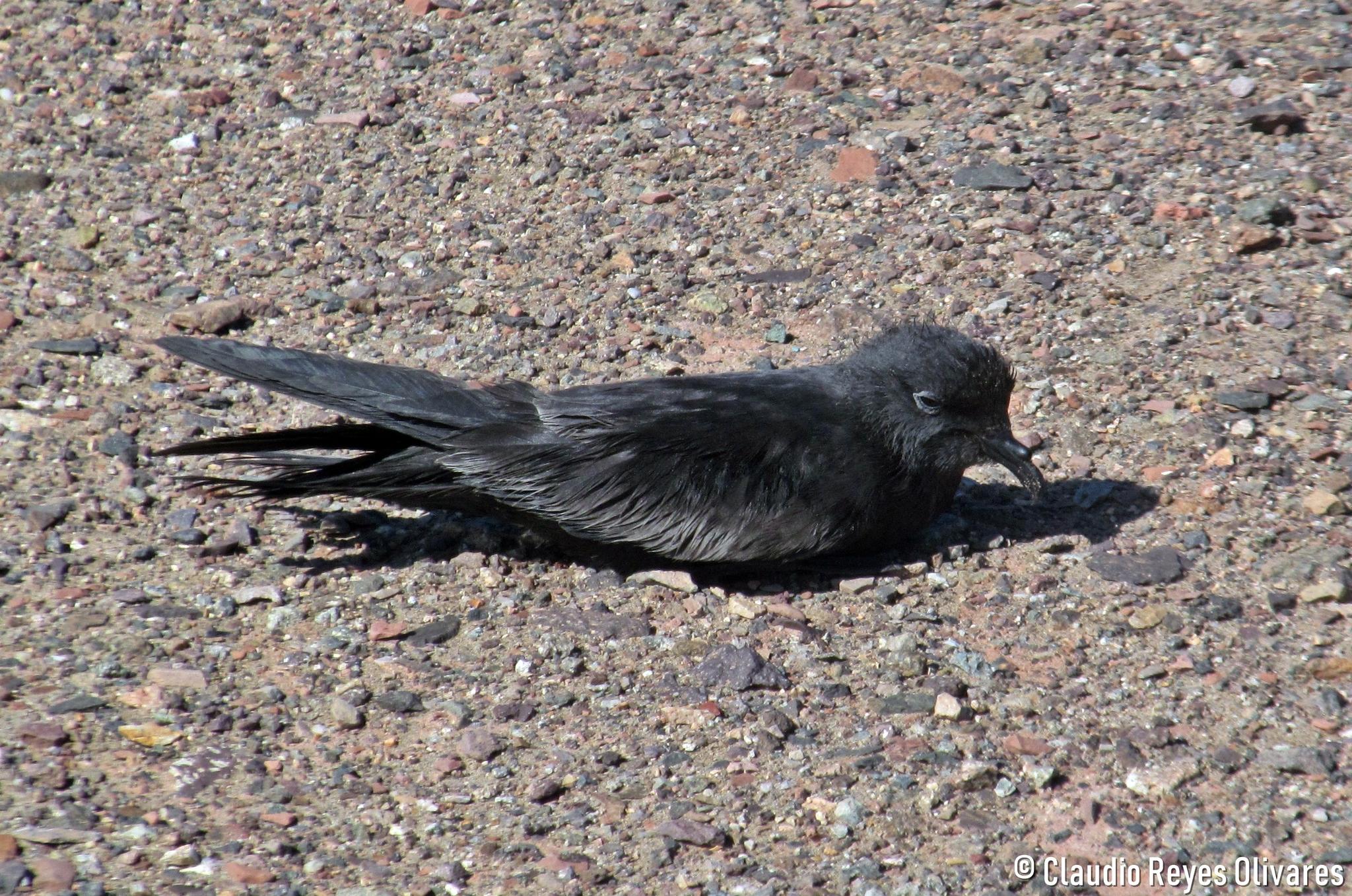 Golondrina de mar negra