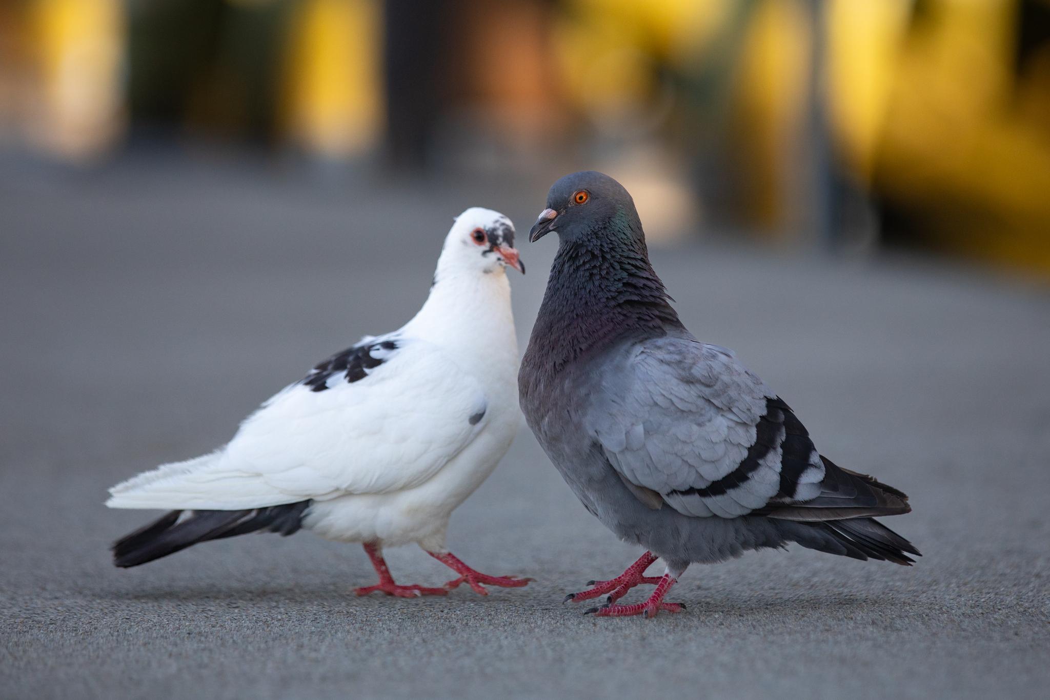 Palomas, tortolitas y coquitas