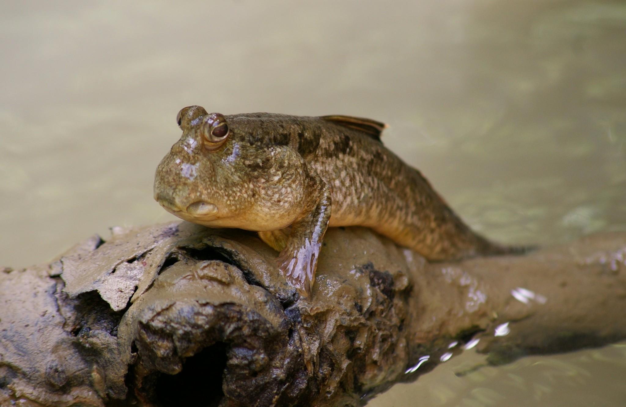 Vertebrates